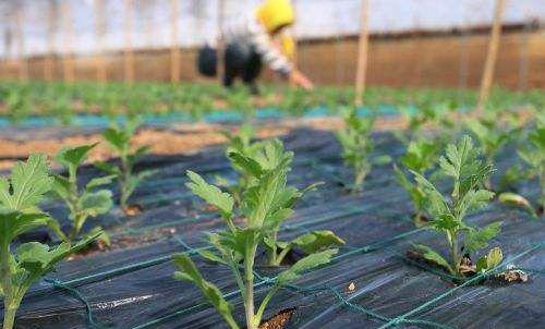 菊花苗怎么样移栽定植？
