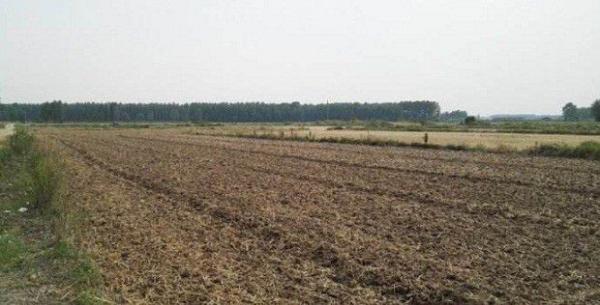 种植药用菊花如何选地和整地？