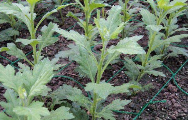 菊花生长规律是怎么样？