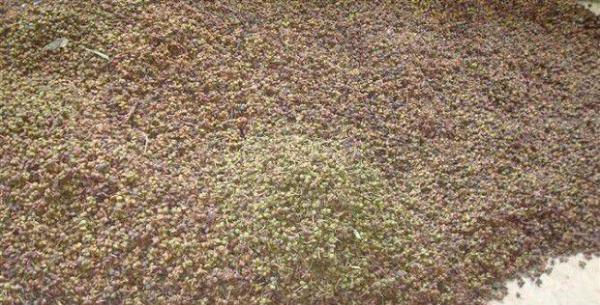 红花如何播种？