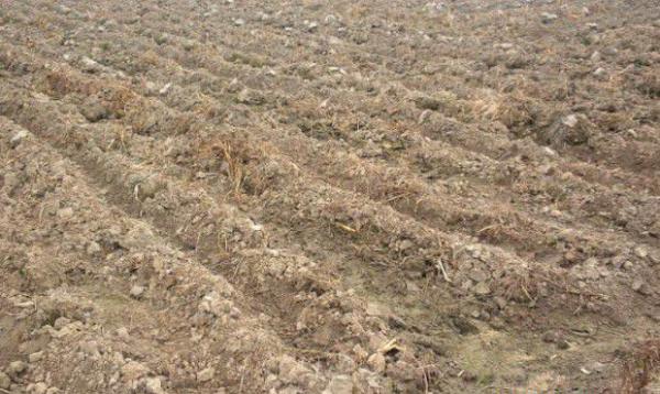 种植红花前如何整地选地？