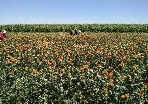种植药用红花需要怎么样的条件？