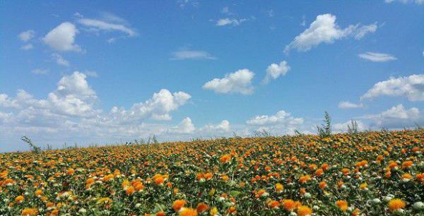 药用红花生长过程是怎么样？