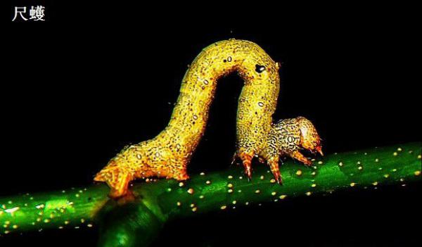 金银花如何防治尺蠖?