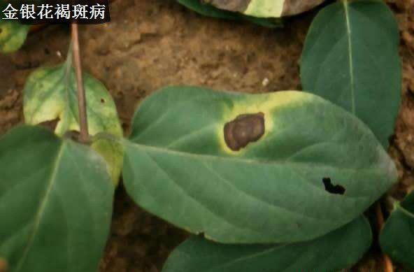 金银花褐斑病如何防治?