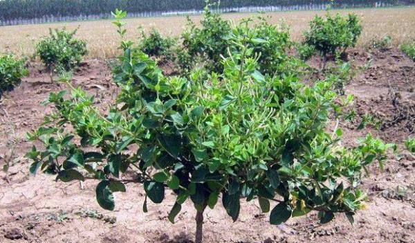 种植金银花如何修剪?