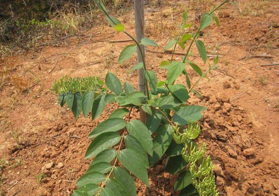 种植金银花如何追肥浇水？