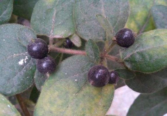 金银花如何用种子育苗?