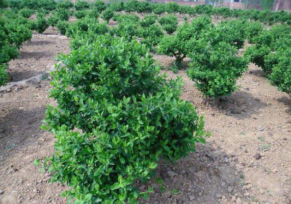 金银花生长发育有什么特点？