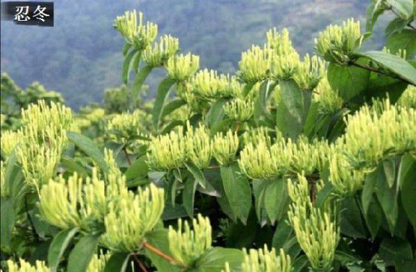 金银花有哪些品种？