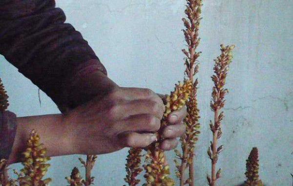 种植天麻为什么要人工授粉？