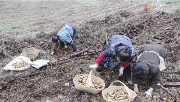 种植天麻如何采收？