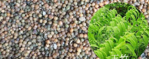 玉竹如何用种子育苗？