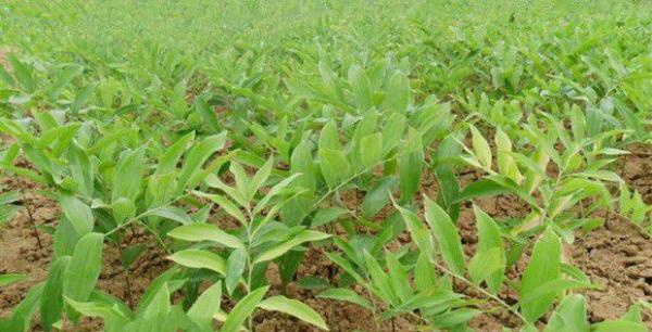 玉竹植株生长习性有什么特点?