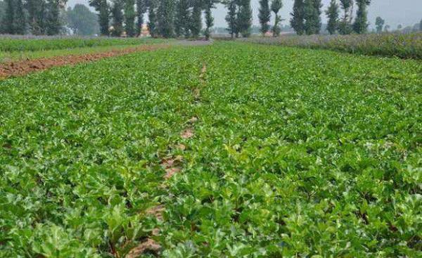 杂草对北沙参有哪些危害？