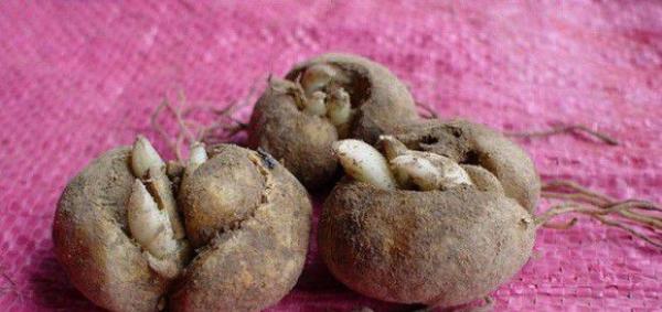 种植浙贝母如何播种？