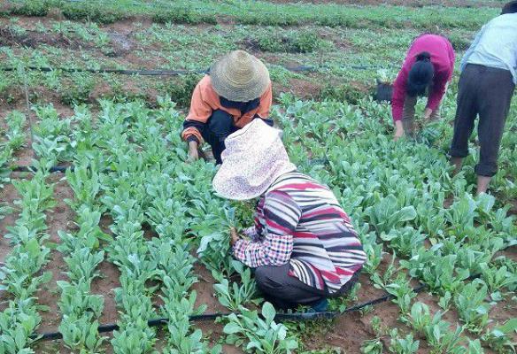 种植板蓝根如何管理？
