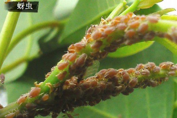 种植党参需要防治哪些害虫？