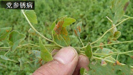 种植党参需要防治哪些病害？