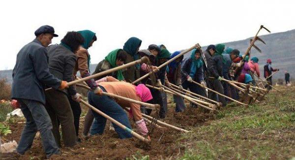 种植党参如何采收？