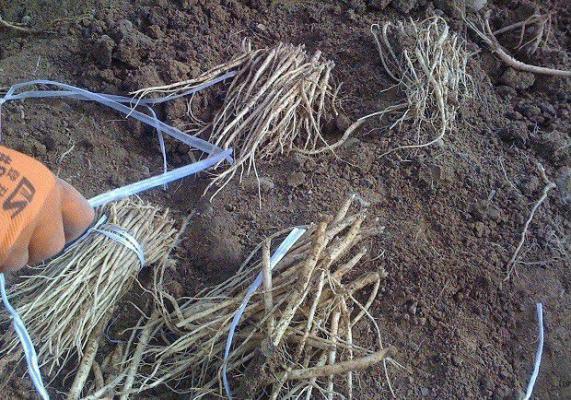 党参苗如何移栽定植？