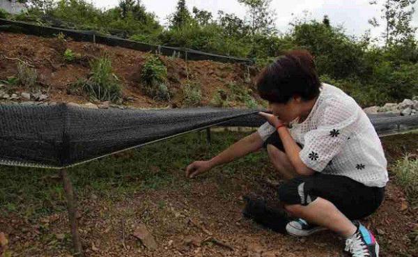 党参育苗期间如何管理？