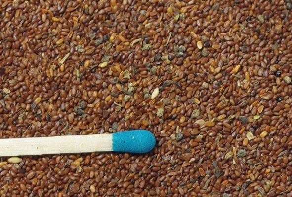 种植党参如何育苗？