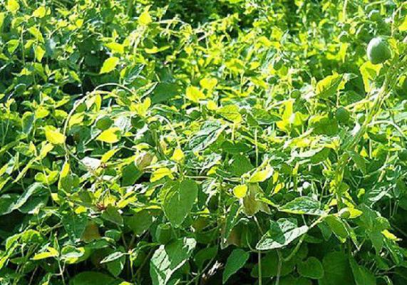 种植党参需要怎么样的条件？