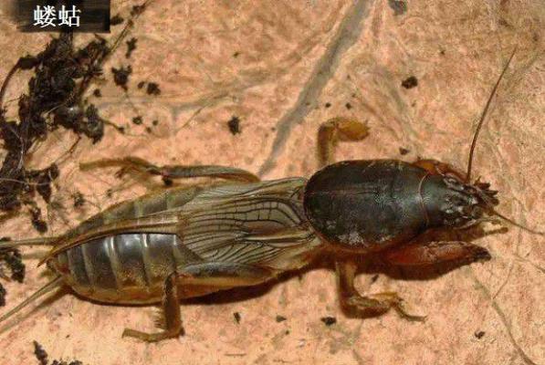 种植麦冬需要防治哪些害虫？