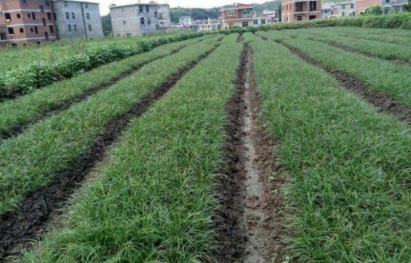 种植麦冬如何施肥？