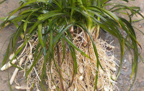 麦冬有哪些入药品种？