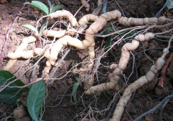 种植巴戟天如何采收和加工?