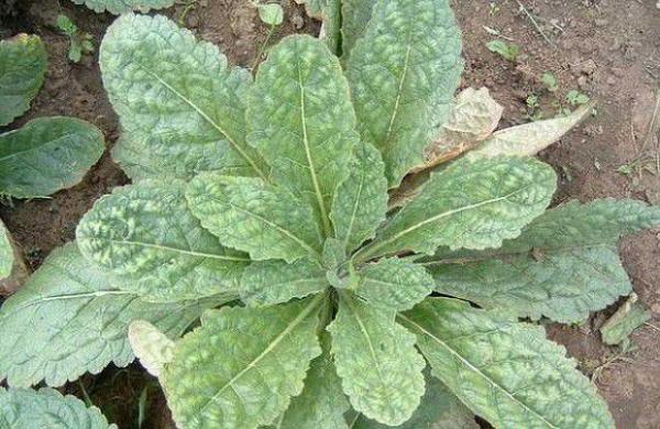 种植地黄需要怎么样的条件?