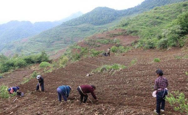 丹参苗如何栽种？