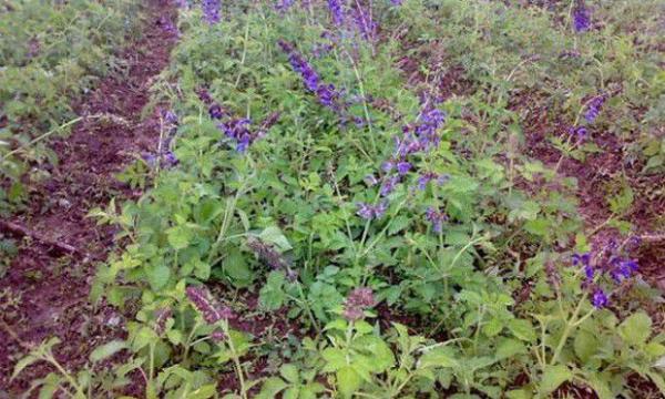 怎么样的环境适宜种植丹参？