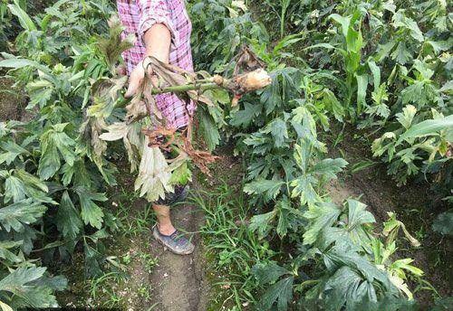 种植附子如何防治病害?