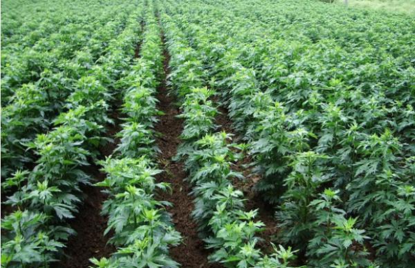 种植附子如何管理？