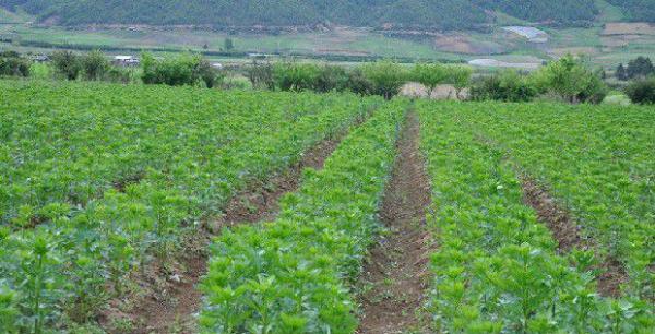 培育附子种根如何管理?