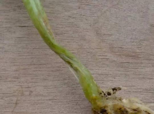 三七立枯病如何防治?