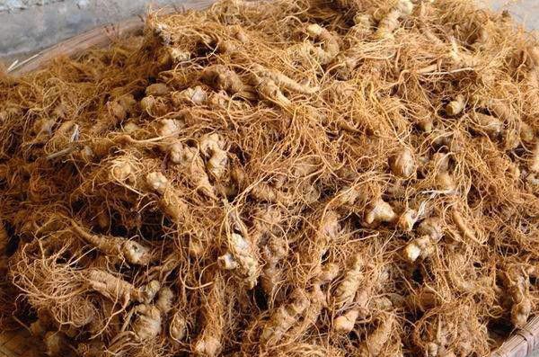 三七收获如何加工?