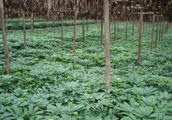 三七适宜在哪里种植？