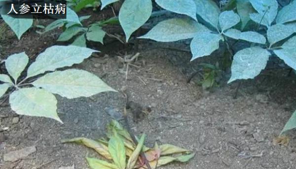 种植人参如何防治病害？