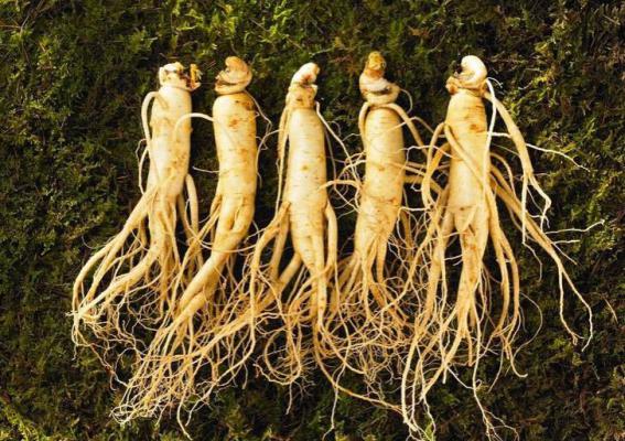 种植人参如何采收?