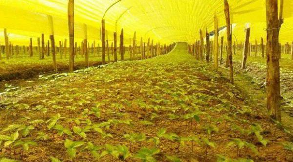 种植人参如何管理?