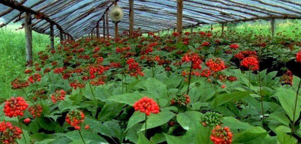 种植人参如何调光?