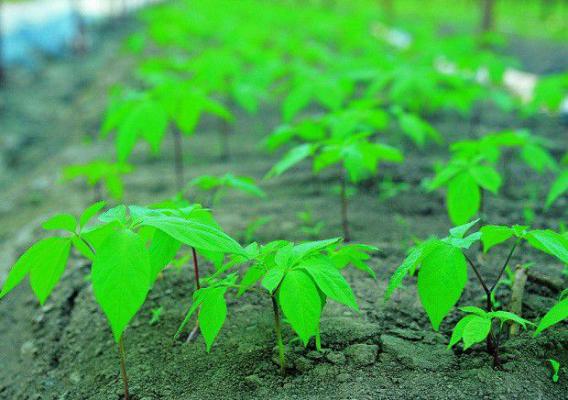 人参苗如何移栽？