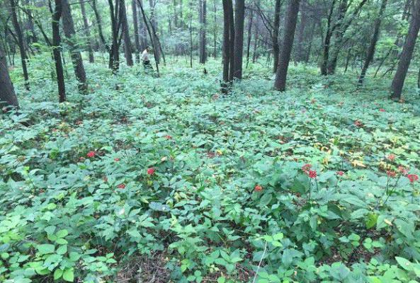 种植人参如何选地？