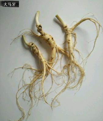 人参有哪些品种?