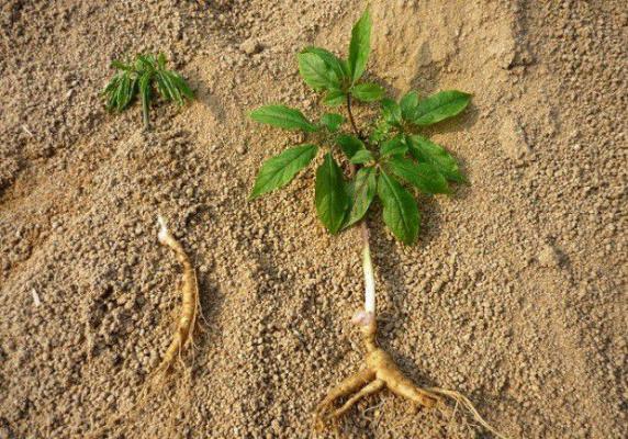 人参根的生长过程是怎么样?