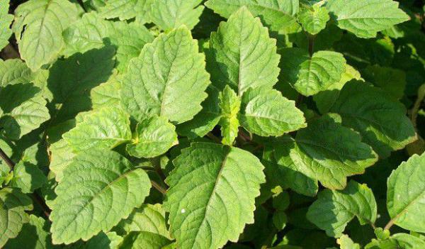 广藿香病害如何防治?